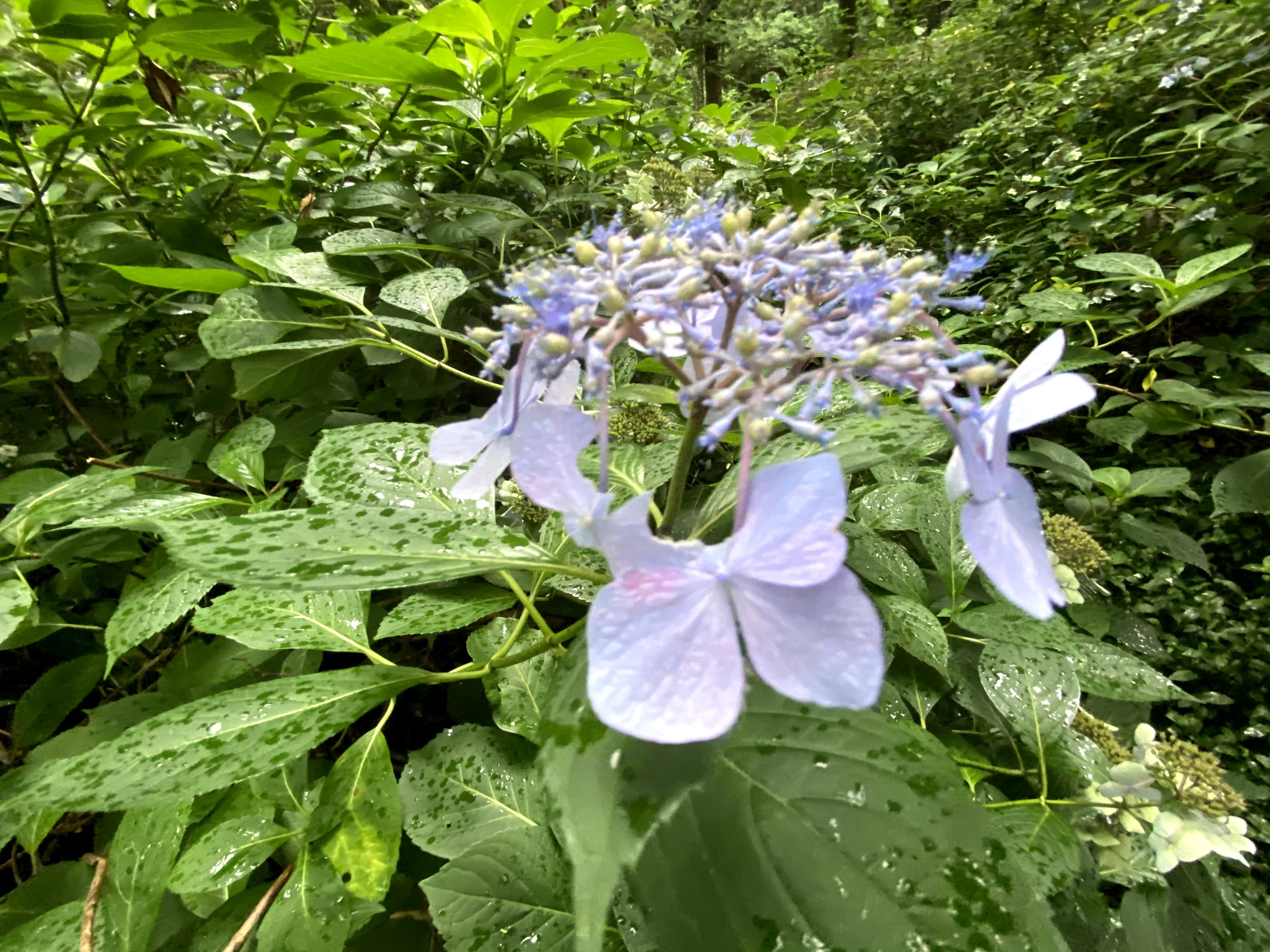 写真:雨の日の糺の森